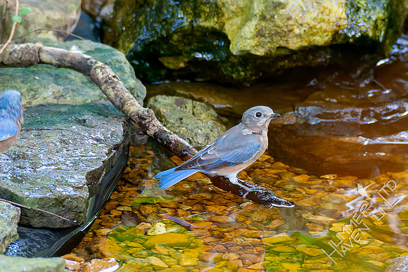 8-31-26 Eastern Bluebirds