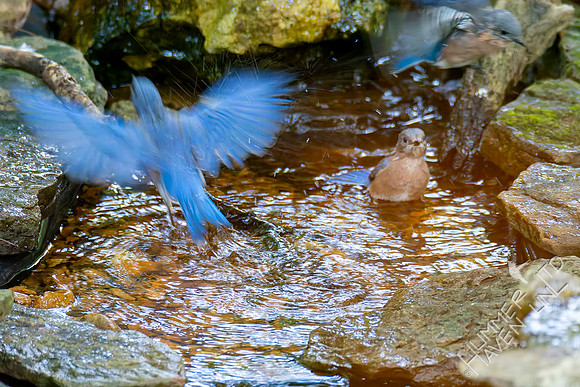 8-31-26 Eastern Bluebirds