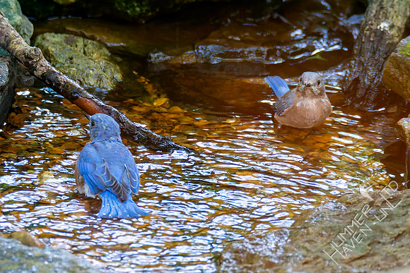 8-31-26 Eastern Bluebirds