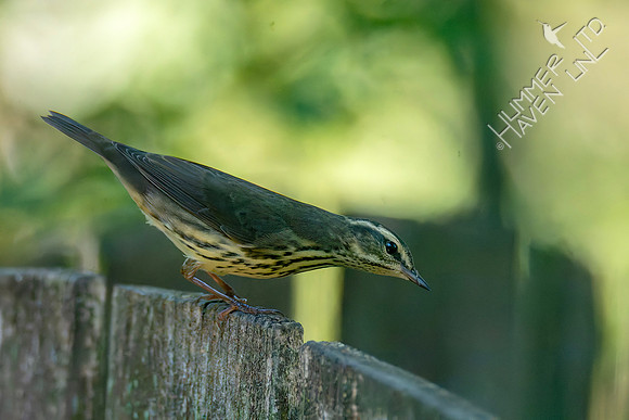 9-1-26 Northern Waterthrush
