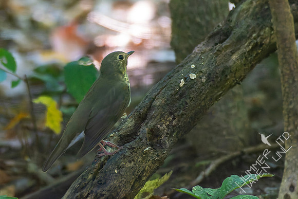 9-2-26 Swainson's Thrush