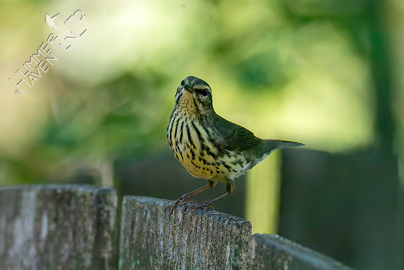 9-1-26 Northern Waterthrush