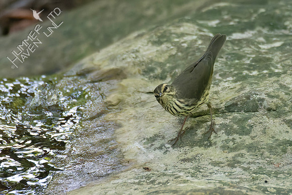 9-1-26 Northern Waterthrush
