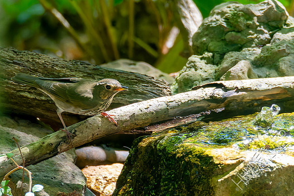 9-2-26 Swainson's Thrush
