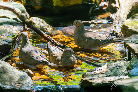 9-2-26 Mourning Doves
