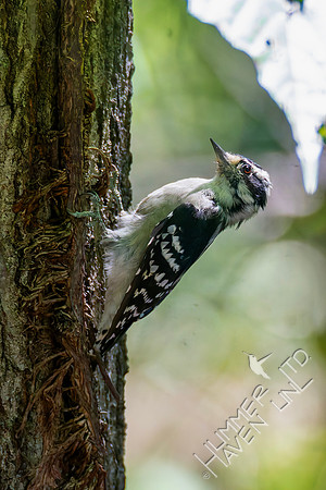 9-2-26 Downy Woodpecker female