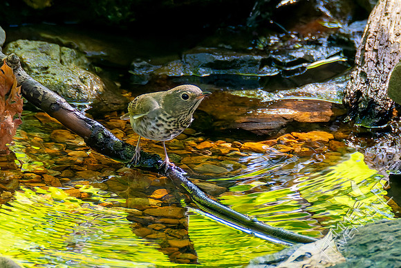 9-2-26 Swainson's Thrush