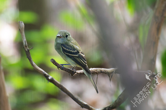 9-9-26 Acadian Flycatcher