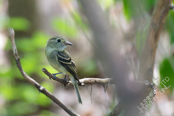 9-9-26 Acadian Flycatcher