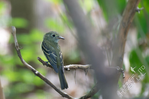 9-9-26 Acadian Flycatcher