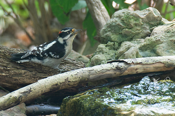 9-9-26 Downy Woodpecker
