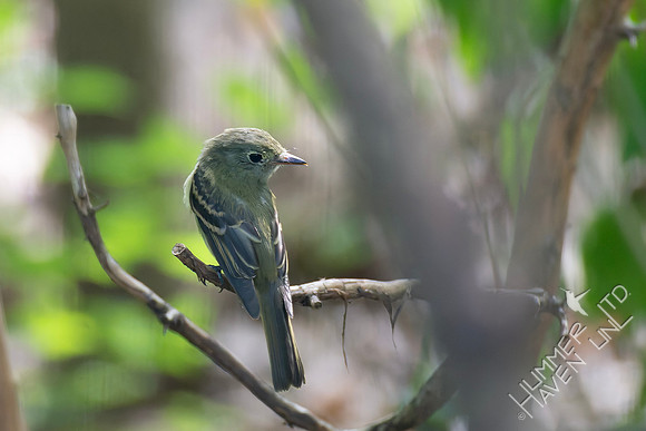 9-9-26 Acadian Flycatcher