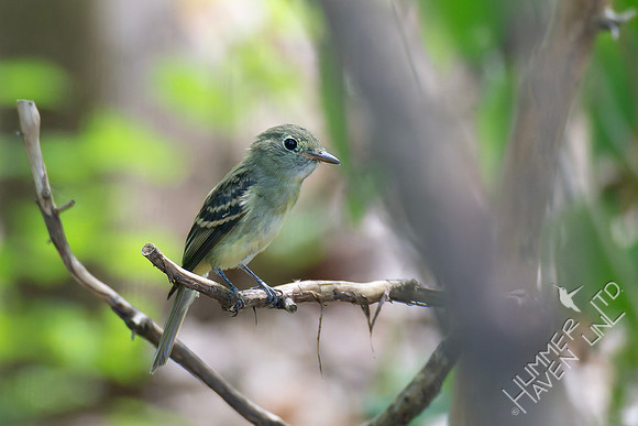 9-9-26 Acadian Flycatcher