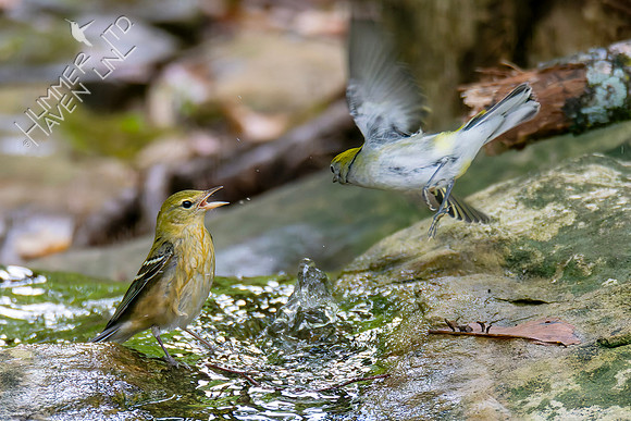 9-11-26 Bay-breasted and Chestnut-sided Warblers