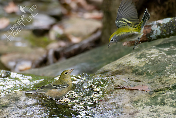 9-11-26 Bay-breasted and Chestnut-sided Warblers