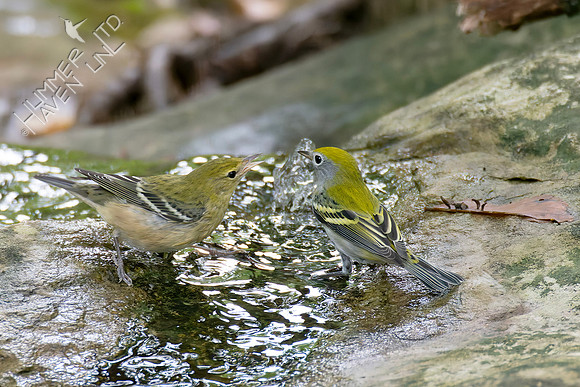9-11-26 Bay-breasted and Chestnut-sided Warblers