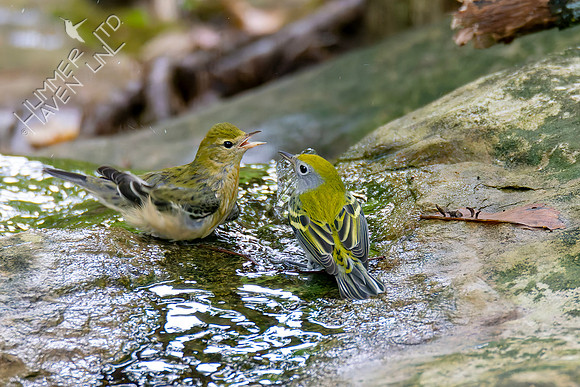 9-11-26 Bay-breasted and Chestnut-sided Warblers