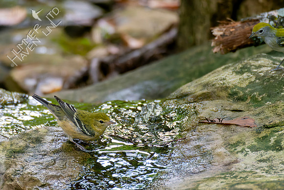 9-11-26 Bay-breasted and Chestnut-sided Warblers