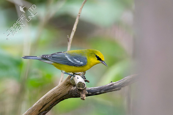 9-11-26 Blue-winged Warbler