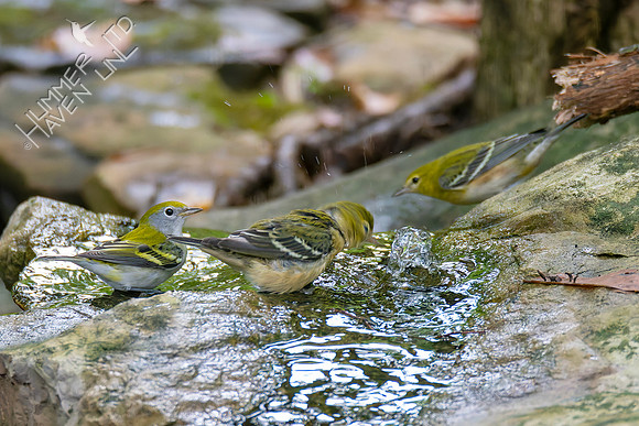 9-11-26  Chestnut-sided and Bay-breasted Warblers