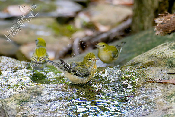 9-11-26  Chestnut-sided and Bay-breasted Warblers