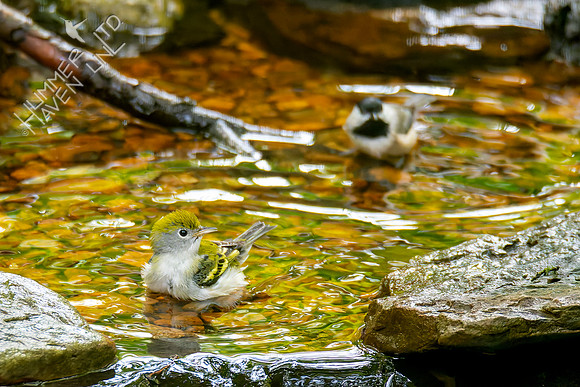 9-11-26  Chestnut-sided Warbler and Chickadee