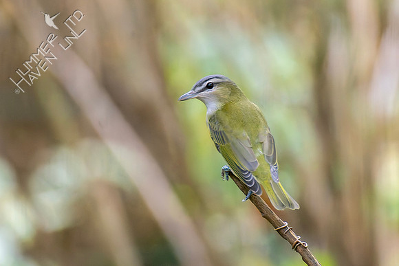 9-11-26 Red-eyed Vireo