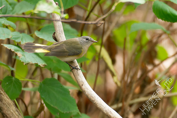 9-11-26 American Redstart female