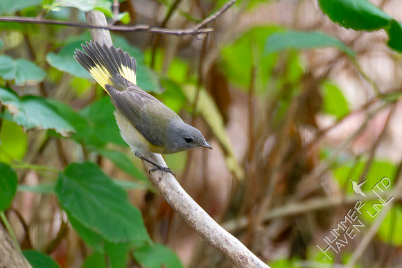 9-11-26 American Redstart female