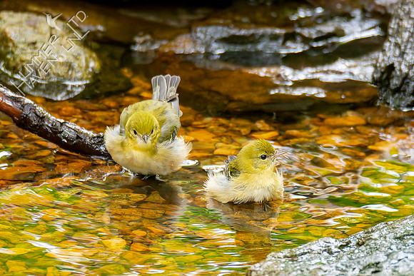 9-11-26 Bay-breasted Warblers