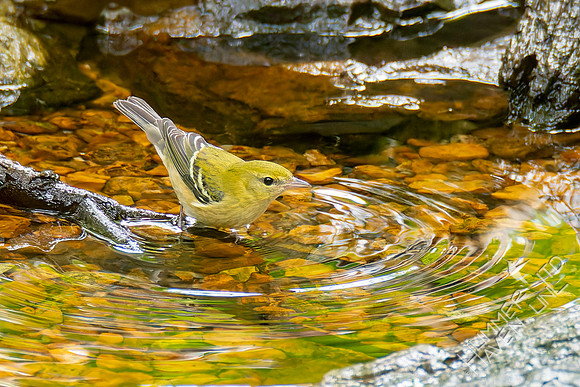 9-11-26 Bay-breasted Warbler