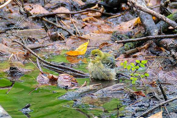 9-11-26 Bay-breasted Warbler in the wetland