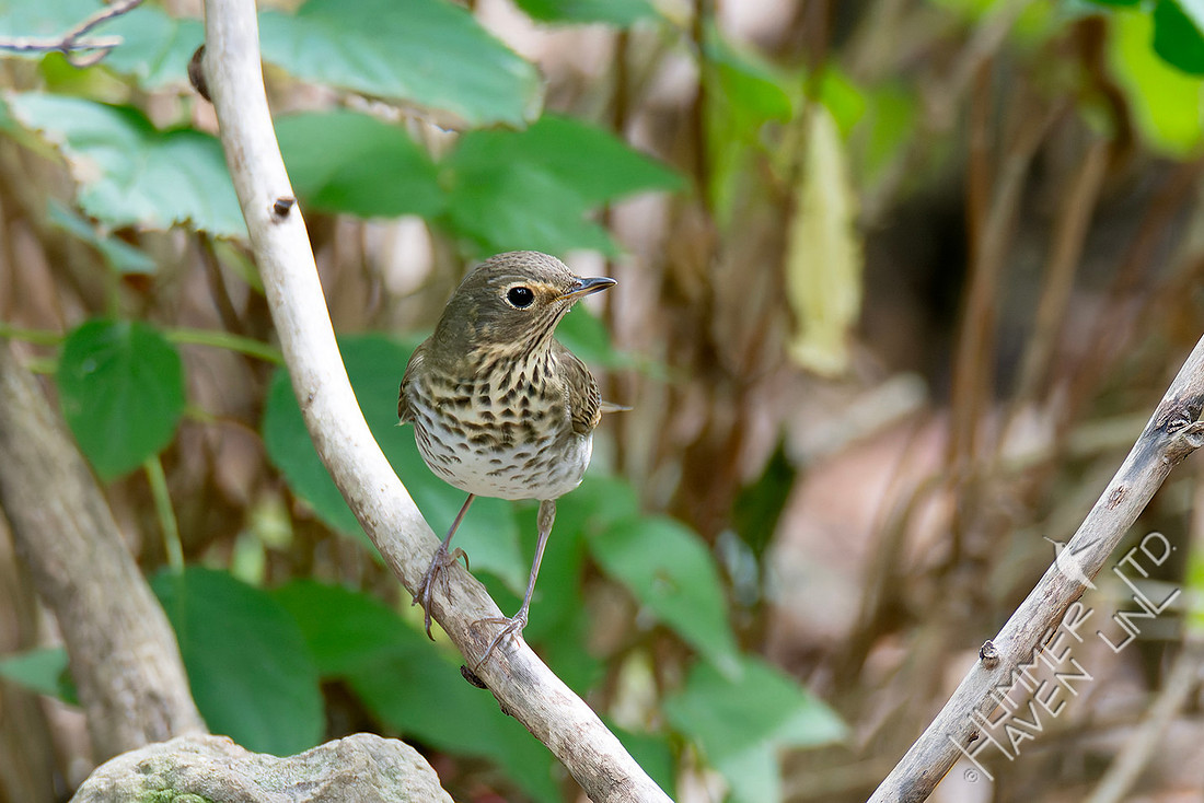 9-11-26 Swainson's Thrush