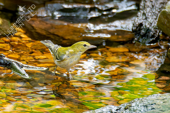 9-11-26 Bay-breasted Warbler