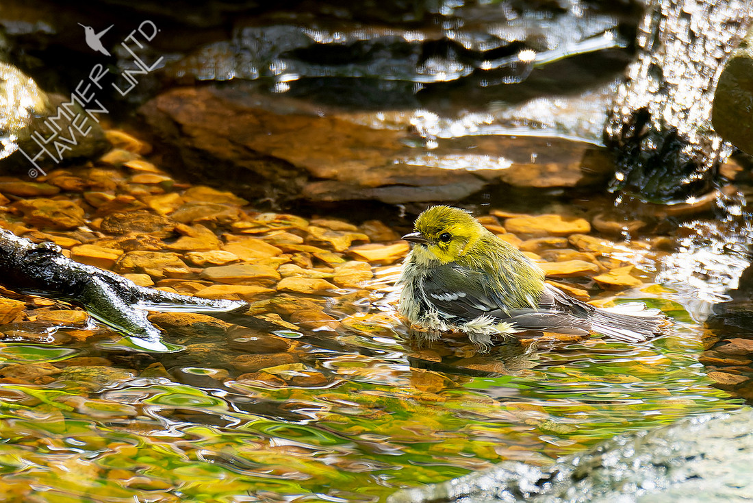 9-11-26 Black-throated Green Warbler