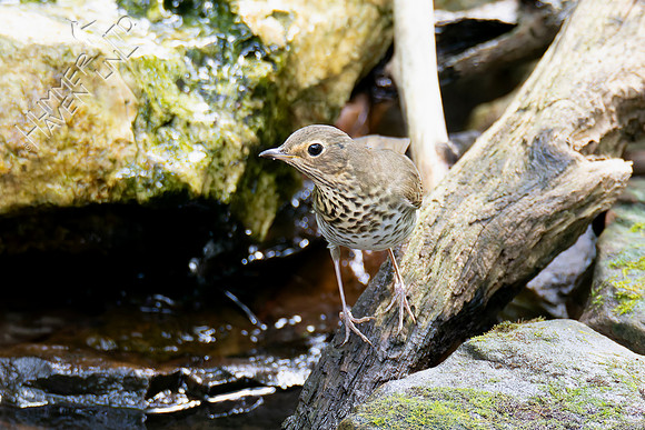 9-11-26 Swainson's Thrush