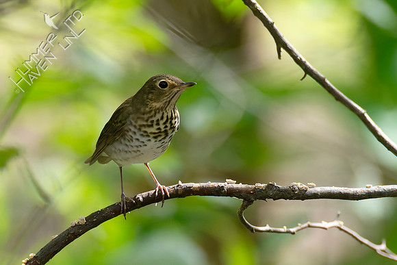 9-11-26 Swainson's Thrush