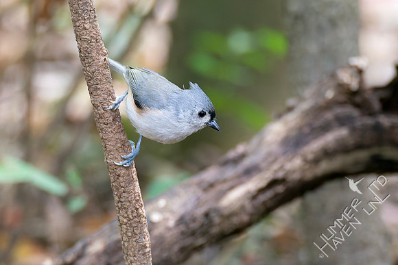 9-11-26 Tufted Titmouse