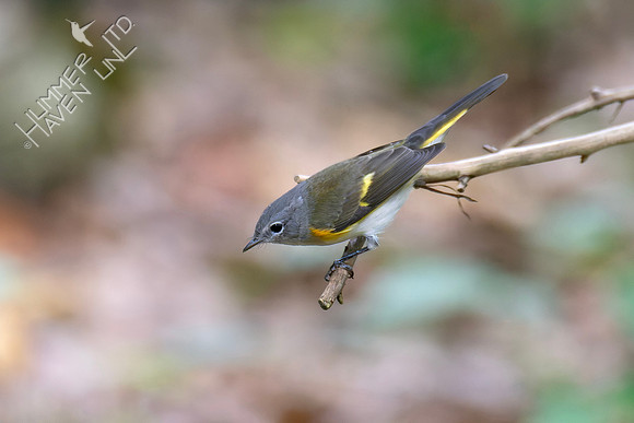 9-11-26 American Redstart first fall male