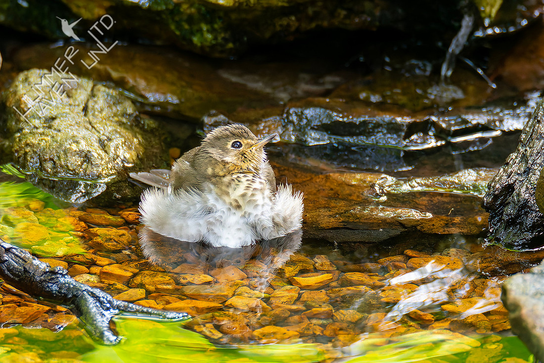 9-11-26 Swainson's Thrush