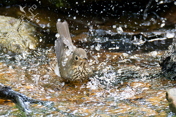 9-11-26 Swainson's Thrush
