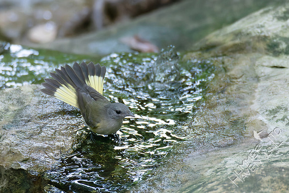 9-11-26 American Redstart female