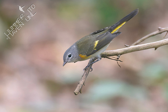 9-11-26 American Redstart first fall male