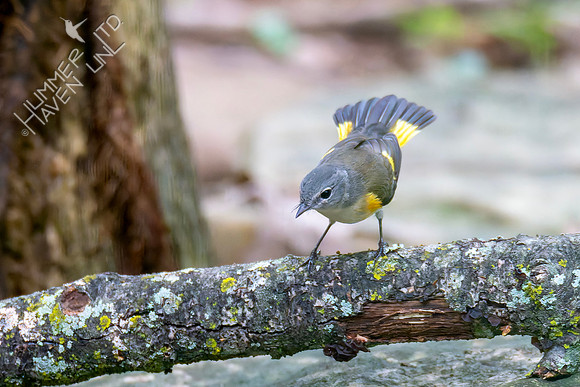 9-11-26 American Redstart first fall male