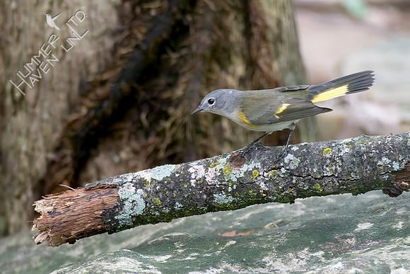 9-11-26 American Redstart first fall male
