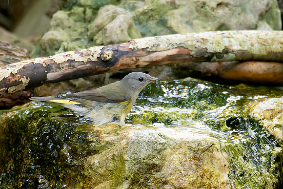 9-11-26 American Redstart female
