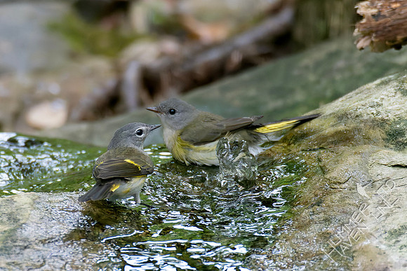 9-11-26 American Redstart first fall male and female
