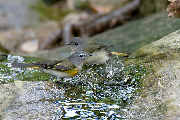 9-11-26 American Redstart first fall male and female