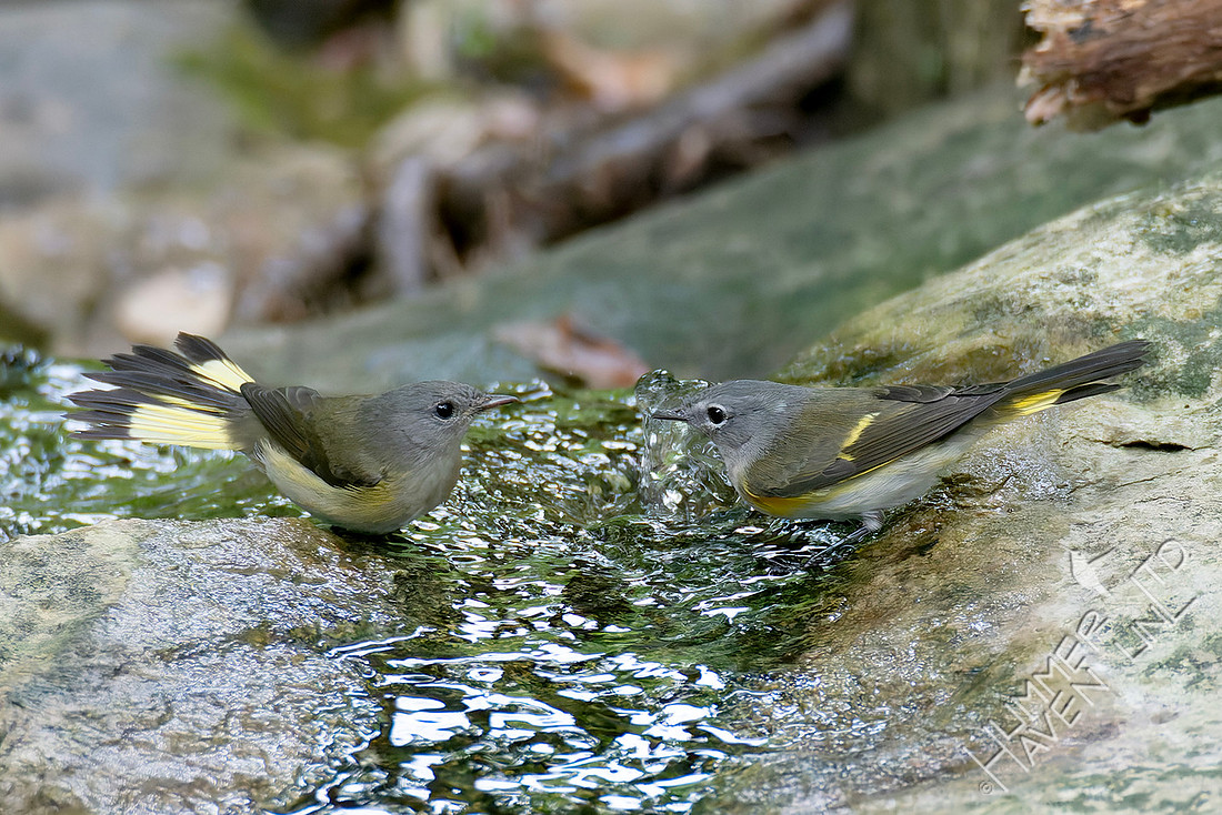 9-11-26 American Redstart female and first fall male female
