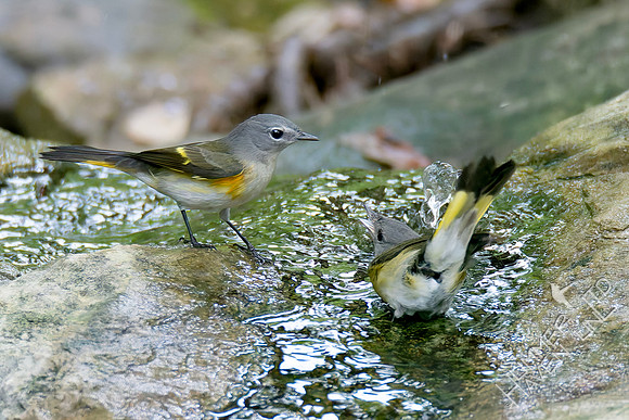 9-11-26 American Redstart first fall male and female